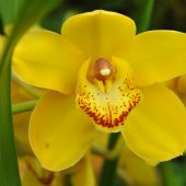  Orchids